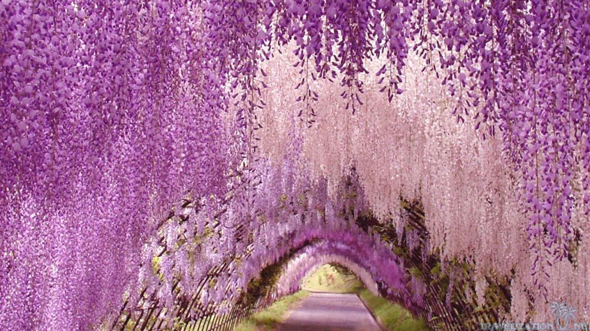 Wallpaper-Ashikaga-flower-park-awesome  Destinasi Wisata Kita